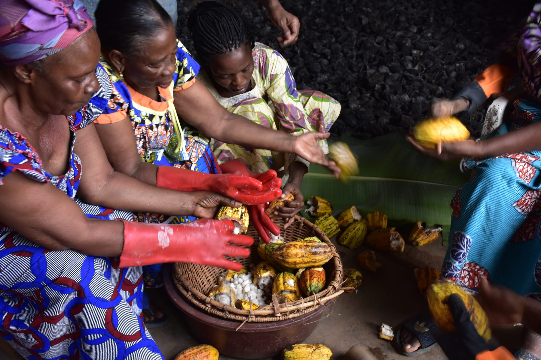 Productrices d'Aboudé ouvrant les cabosses de cacao autour d'un panier